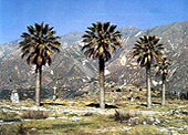Palmeras Antiguas - Campo Santo Yungay
